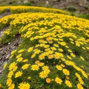 12 Wedelia Trilobata Vine Seeds - Perennial Crawling Flower for Groundcover - Image 2