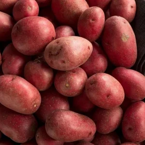 140 Red Potato Seeds for Planting - Easy Grow Vegetable Garden - Image 2