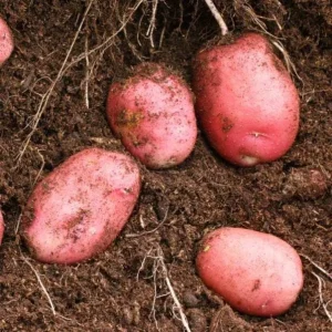 140 Red Potato Seeds for Planting - Easy Grow Vegetable Garden - Image 3