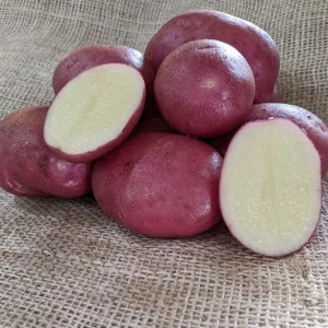 140 Red Potato Seeds for Planting - Easy Grow Vegetable Garden - Image 4