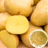 140 Yukon Gold Potato Seeds for Planting - Easy Grow Vegetable Seeds - Image 1