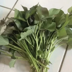 15 Beauregard Sweet Potato Slips - Organic Live Plant Cuttings for Growing - Image 3