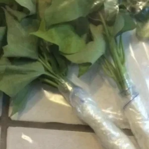 15 Beauregard Sweet Potato Slips - Organic Live Plant Cuttings for Growing - Image 7