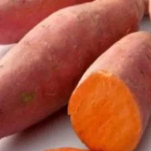 15 Beauregard Sweet Potato Slips - Organically Grown Live Plant Cuttings - Image 1