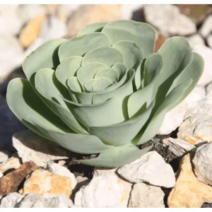 15 Greenovia Aurea Mountain Rose Succulent Seeds - Rare Succulent Seeds - Image 2