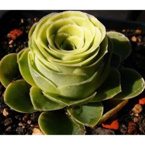 15 Greenovia Aurea Mountain Rose Succulent Seeds - Rare Succulent Seeds - Image 4