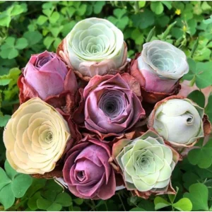 15 Greenovia Aurea Mountain Rose Succulent Seeds - Rare Succulent Seeds - Image 5