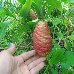 15 Hawaiian Awapuhi Shampoo Ginger Rhizomes for Planting - Zingiber Zerumbet Bulbs, Pinecone Ginger Root - Image 8