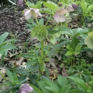 15 Lenten Rose Hellebores Live Plants – 2-3 inches Tall Starters, Indoor/Outdoor - Image 2