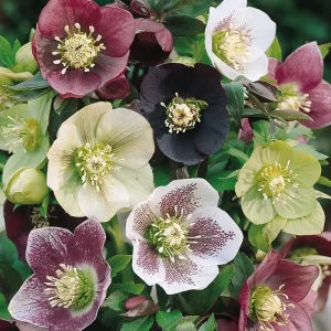 15 Lenten Rose Hellebores Live Plants – 2-3 inches Tall Starters, Indoor/Outdoor - Image 3