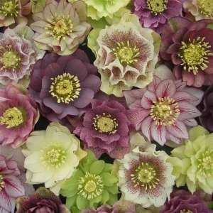 15 Lenten Rose Hellebores Live Plants – 2-3 inches Tall Starters, Indoor/Outdoor - Image 4