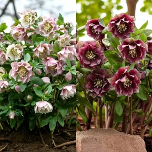15 Lenten Rose Hellebores Live Plants – 2-3 inches Tall Starters, Indoor/Outdoor - Image 5