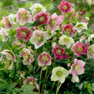 15 Lenten Rose Hellebores Live Plants – 2-3 inches Tall Starters, Indoor/Outdoor - Image 6