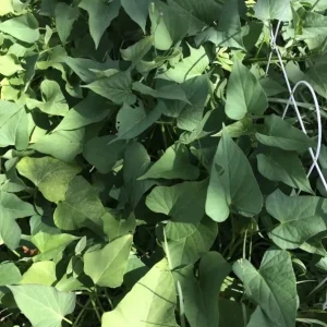 15 Okinawa Purple Sweet Potato Slips - Organic Cuttings for Planting - Image 2