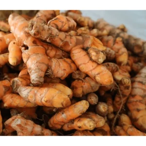 15 Orange Turmeric Roots for Planting - Perennial Herb Tubers Curcuma Longa Bulbs - Image 4