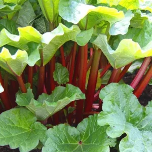 15 Pack Victoria Rhubarb Bare Roots for Planting - Hardy Perennial Vegetable - Image 4