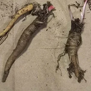 15 Pack Victoria Rhubarb Bare Roots for Planting - Hardy Perennial Vegetable - Image 5