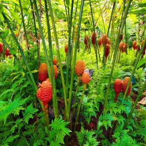 15 Shampoo Ginger Rhizomes - Live Awapuhi Roots for Planting - Zingiber Zerumbet Bare Root Plant - Image 1