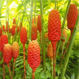 15 Shampoo Ginger Rhizomes - Live Awapuhi Roots for Planting - Zingiber Zerumbet Bare Root Plant - Image 3