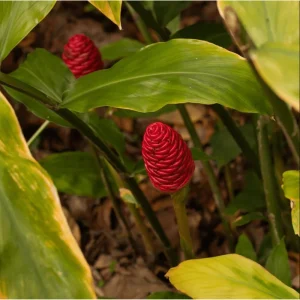 15 Shampoo Ginger Rhizomes - Live Awapuhi Roots for Planting - Zingiber Zerumbet Bare Root Plant - Image 6