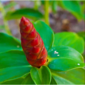 15 Shampoo Ginger Rhizomes - Live Awapuhi Roots for Planting - Zingiber Zerumbet Bare Root Plant - Image 7