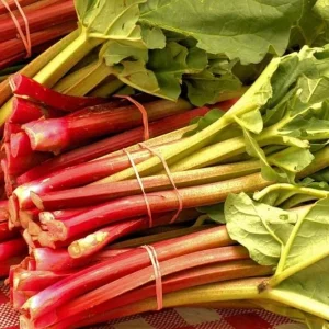 15 Victoria Rhubarb Bulbs for Planting - Heirloom Perennial Vegetable - Image 2