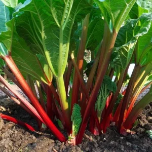 15 Victoria Rhubarb Bulbs for Planting - Heirloom Perennial Vegetable - Image 3