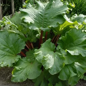 15 Victoria Rhubarb Bulbs for Planting - Heirloom Perennial Vegetable - Image 7