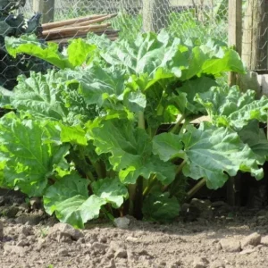 15 Victoria Rhubarb Bulbs for Planting - Heirloom Perennial Vegetable - Image 8