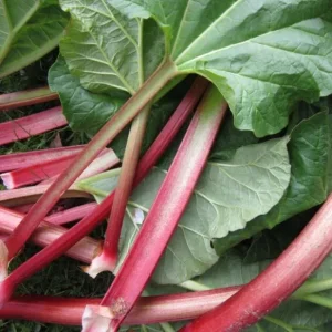 15 Victoria Rhubarb Bulbs for Planting - Heirloom Perennial Vegetable - Image 9