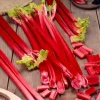 15 Victoria Rhubarb Bulbs for Planting - Heirloom Perennial Vegetable - Image 1