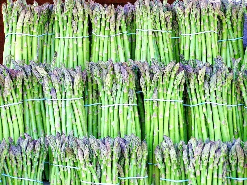 150+ Asparagus Seeds Perennial Vegetable Heirloom Non-GMO for Spring Garden - Image 1