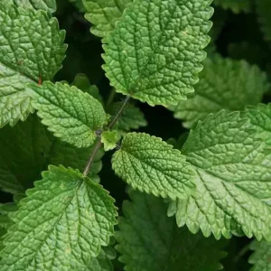 1500 Lemon Balm Citronella Perennial Herb Seeds - Non-GMO Mosquito Repellent - Image 2