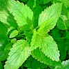1500 Lemon Balm Citronella Perennial Herb Seeds - Non-GMO Mosquito Repellent - Image 1