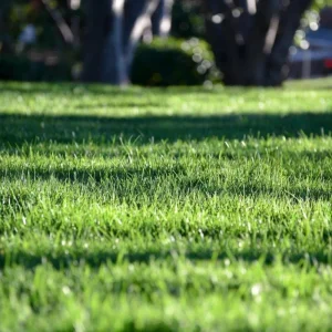 15000 Zoysia Emerald Grass Seeds - Perennial Warm Season Lawn Grass - Image 4