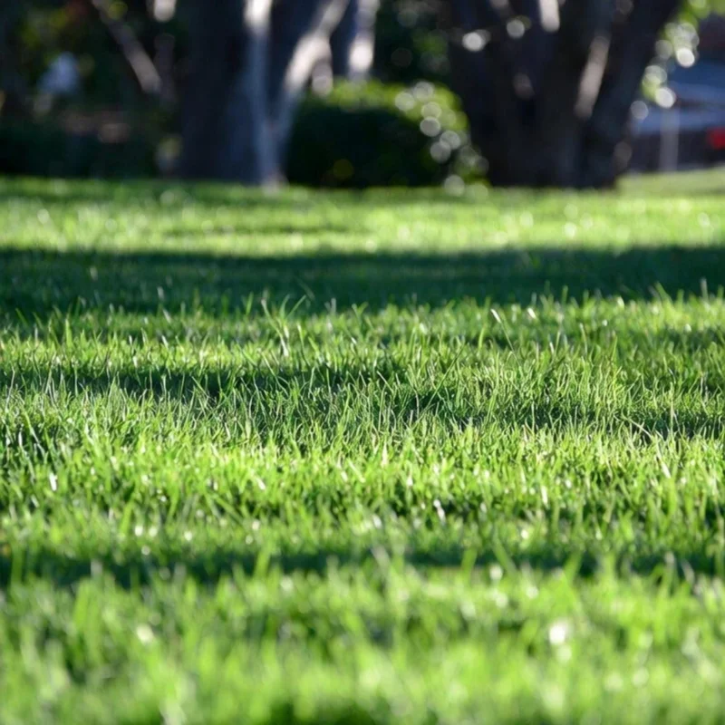 15000 Zoysia Emerald Grass Seeds - Perennial Warm Season Lawn Grass - Image 4