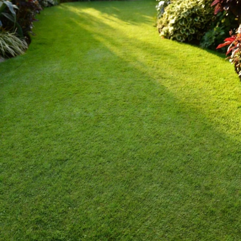 15000 Zoysia Emerald Grass Seeds - Perennial Warm Season Lawn Grass - Image 5