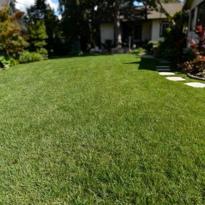 15000 Zoysia Emerald Grass Seeds - Perennial Warm Season Lawn Grass - Image 6