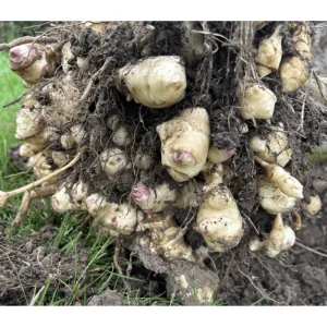 1lb White Jerusalem Artichoke Tubers for Planting - Sunchokes, Sunroot - Image 1