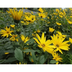 1lb White Jerusalem Artichoke Tubers for Planting - Sunchokes, Sunroot - Image 2