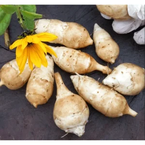 1lb White Jerusalem Artichoke Tubers for Planting - Sunchokes, Sunroot - Image 3