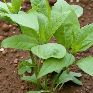 1lb White Jerusalem Artichoke Tubers for Planting - Sunchokes, Sunroot - Image 5