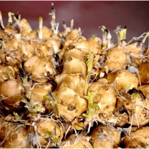 1lb White Jerusalem Artichoke Tubers for Planting - Sunchokes, Sunroot - Image 6