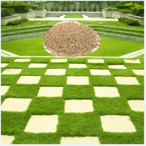 1Lb Zoysia Emerald Grass Seeds for Lawn - Drought Tolerant Turf - Image 1