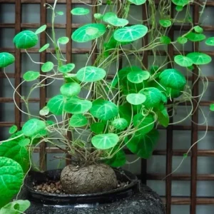 2-2.5 Inch Stephania Cephalantha Caudex Live Succulent Plant - No Roots - Image 1