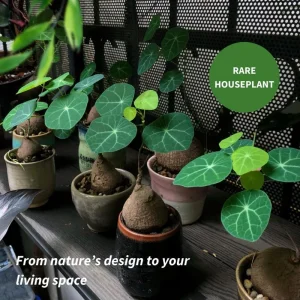 2-2.5 Inch Stephania Cephalantha Caudex Live Succulent Plant - No Roots - Image 2