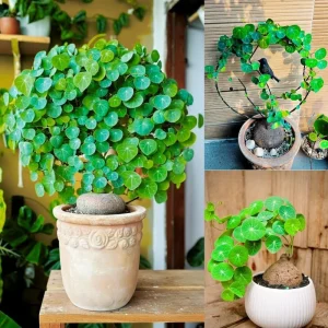 2-2.5 Inch Stephania Cephalantha Caudex Live Succulent Plant - No Roots - Image 5