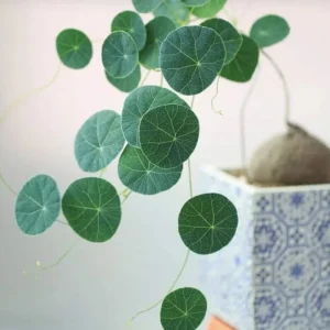 2-2.5 Inch Stephania Cephalantha Caudex Live Succulent Plant - No Roots - Image 6