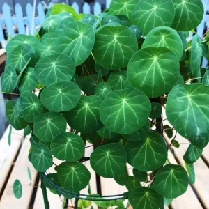 2-2.5 Inch Stephania Cephalantha Caudex Live Succulent Plant - No Roots - Image 7