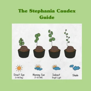 2-2.5 Inch Stephania Cephalantha Caudex Live Succulent Plant - No Roots - Image 8